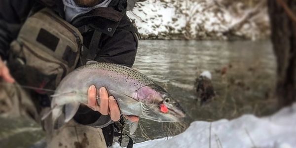 Steelhead Fishing on the Betsie River
