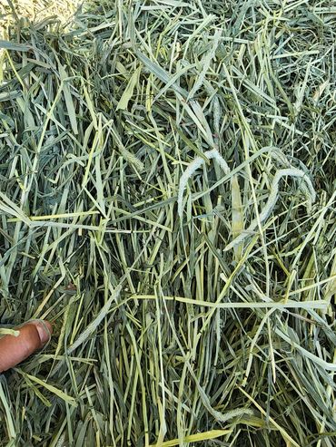 Close-up of dry hay with a hand touching it.