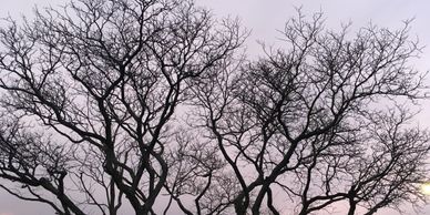 A tree with no leaves