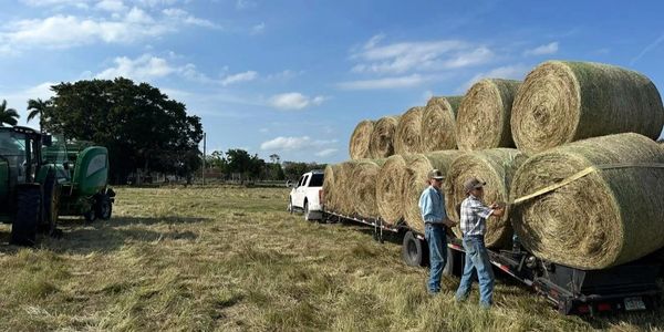 Two men loading large hay bales on a trailer.