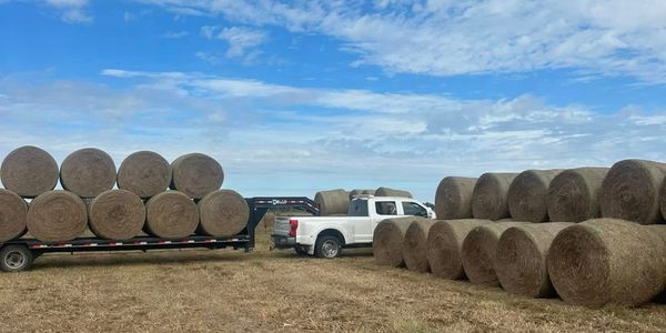 Hay bales stacked near pickup trucks in a field.