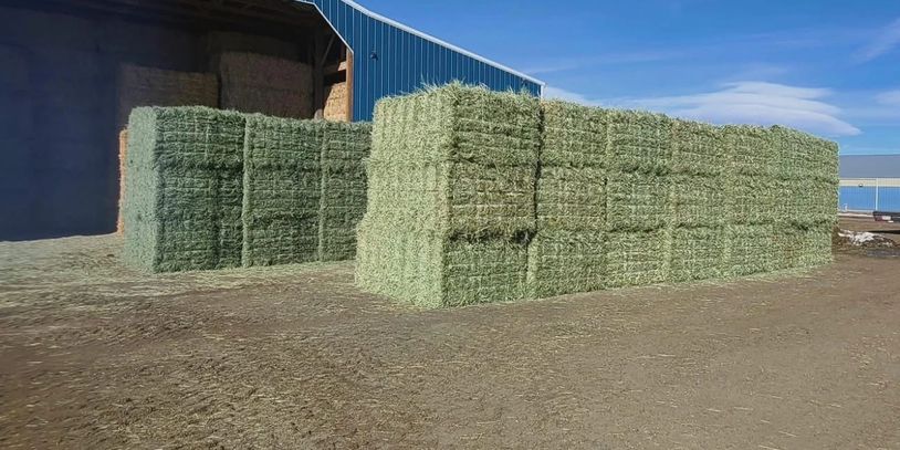 Large stacks of hay bales outside a barn.