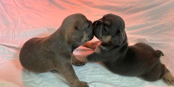 french bulldog puppies available from spacecoastfrenchies.com