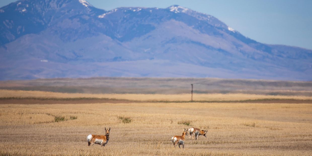 Wildlife at play in northern Montana,