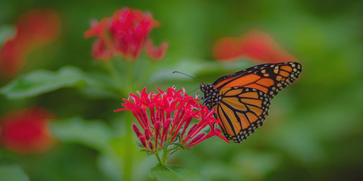 Spring Ash Scattering Specials - professional services across the US with dignity, care, and trust