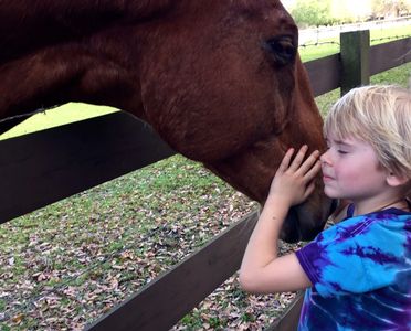 Communicating with a horse