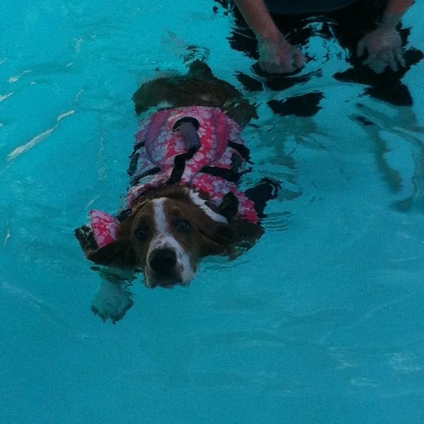 A dog paddling in the water