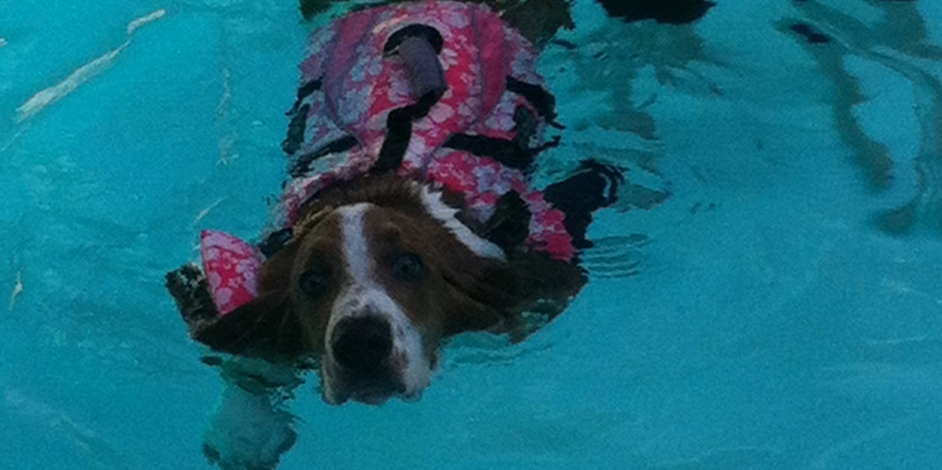 A dog's first swim