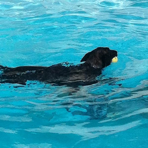 A dog swimming with a ball