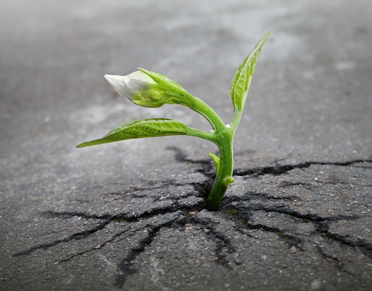 flower growing out of concrete