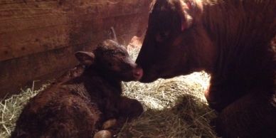 A mother cow nuzzles her newborn calf in a cozy barn.