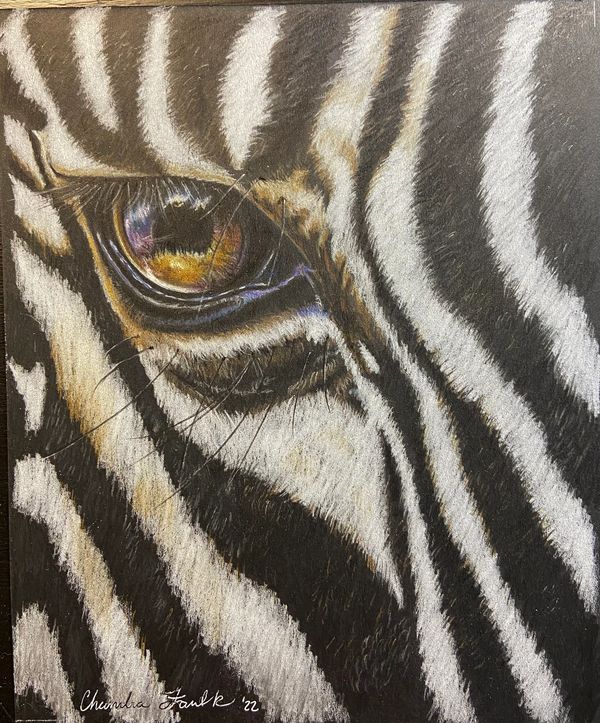 Colored pencil zebra 