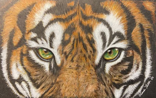 colored pencil tiger