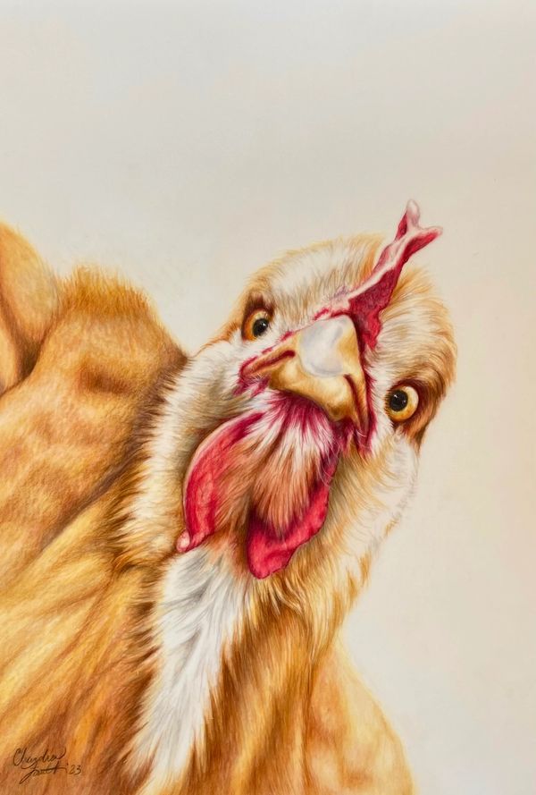 Chicken looking at you