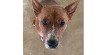Close-up of a brown dog with white markings looking up.