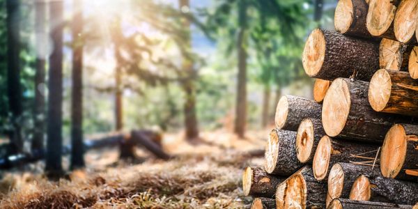 Stacked logs in a sunlit forest clearing.