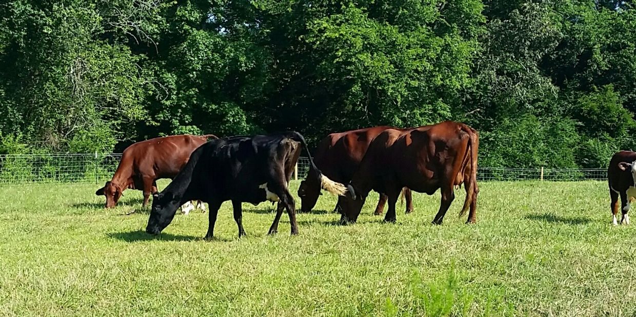 Beef cattle grazing on summer grasses