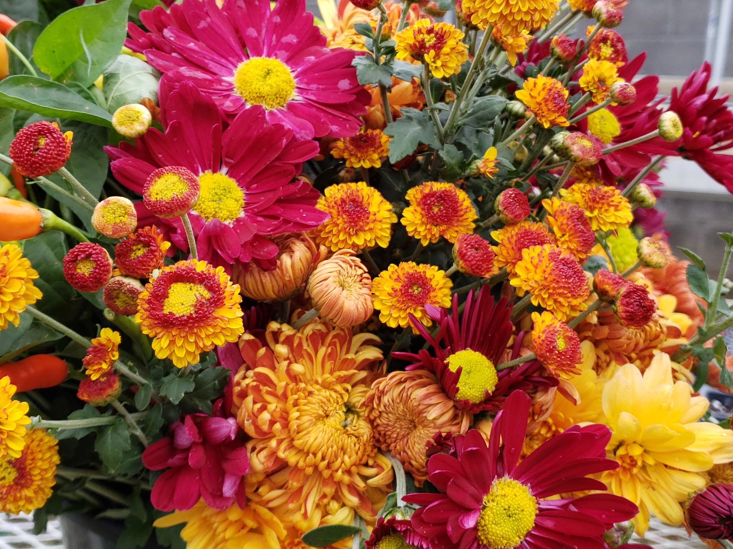 Heirloom Chrysanthemums