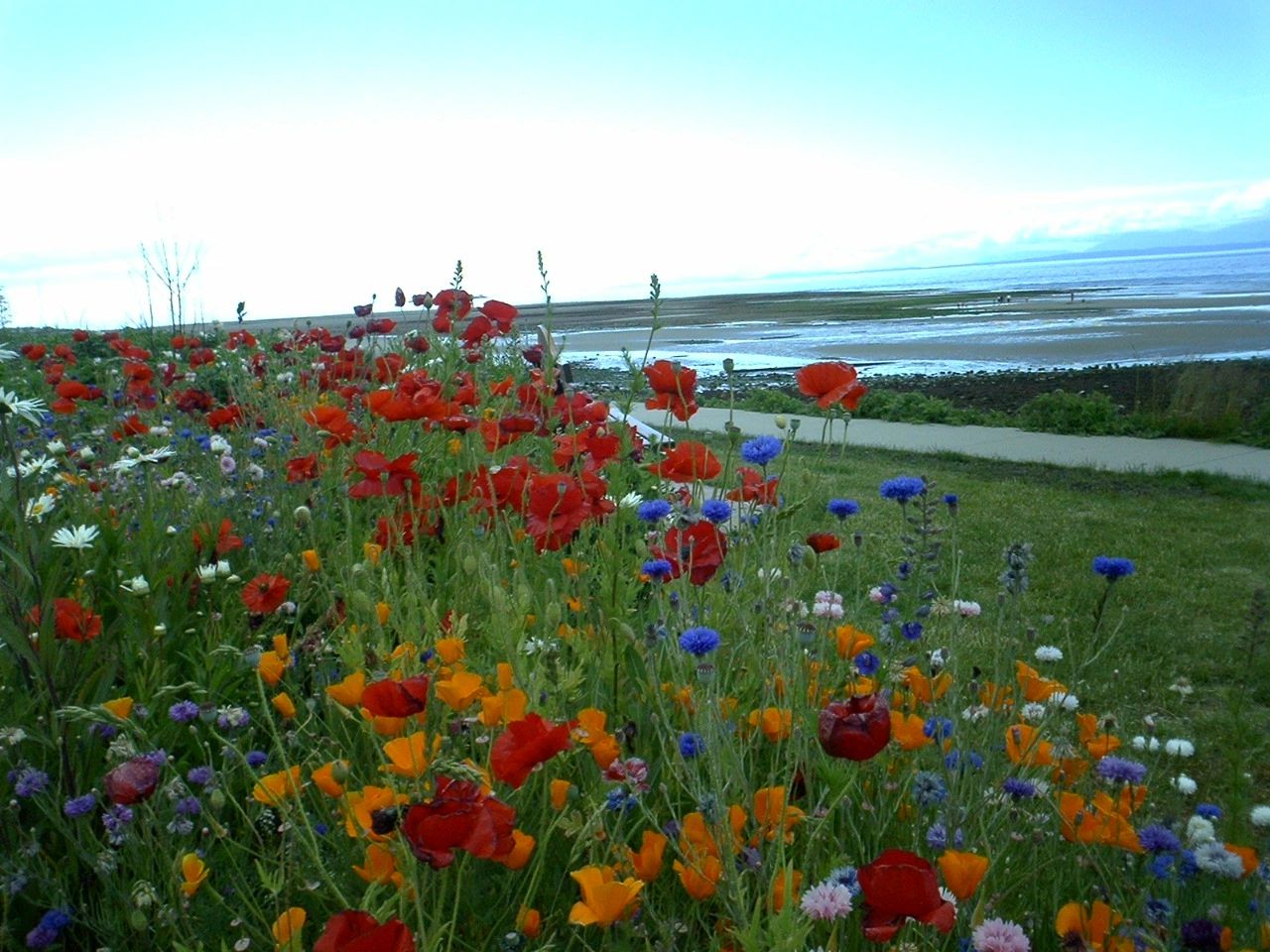 Kims Hypnotherapy logo