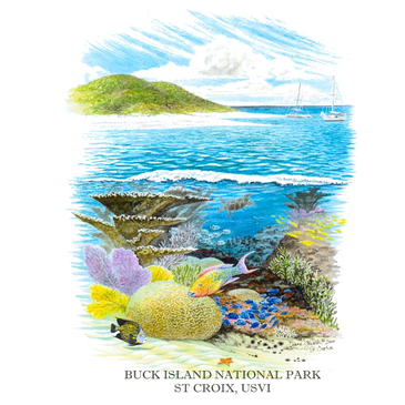 Illustration of Buck Island's marine life and landscape in St. Croix, USVI.
