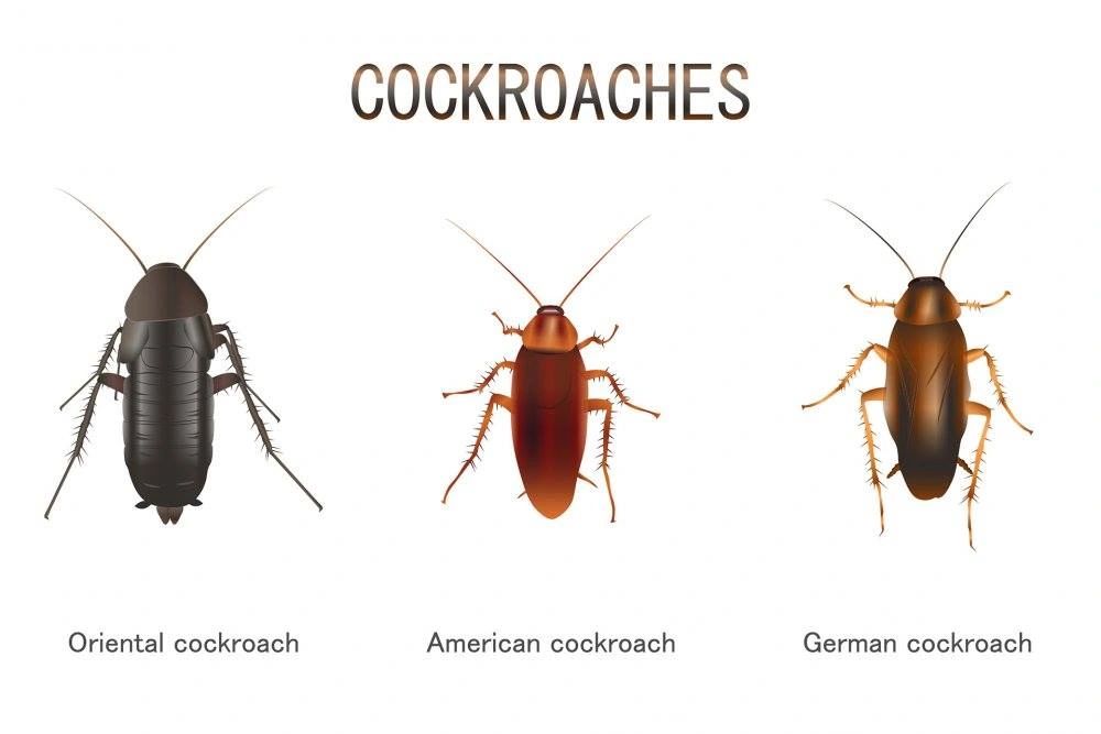 Identify cockroaches, German cockroach, American Cockroach and Oriental Cockroach in Dallas Texas