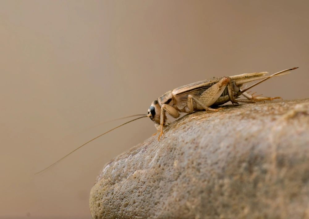 Cricket Control in Dallas, Texas