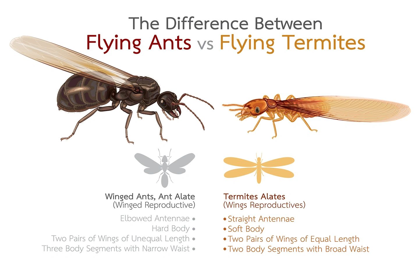 winged termites identification