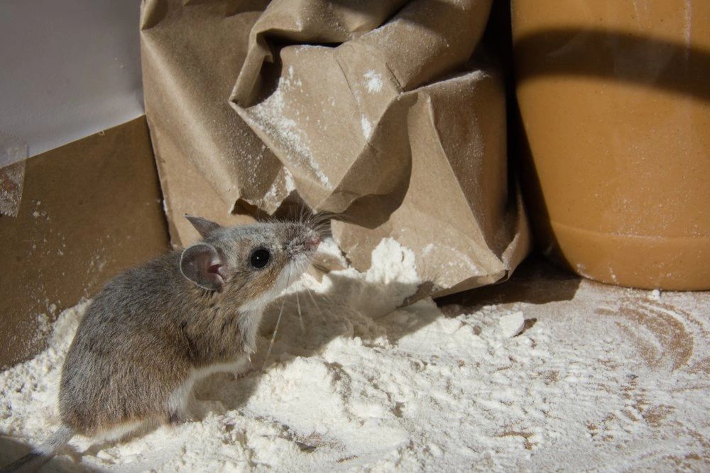 Rodent Control Exterminator Dallas TX