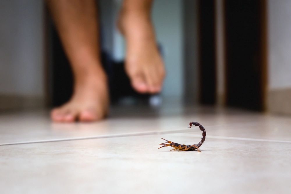 scorpion exterminator in dallas texas