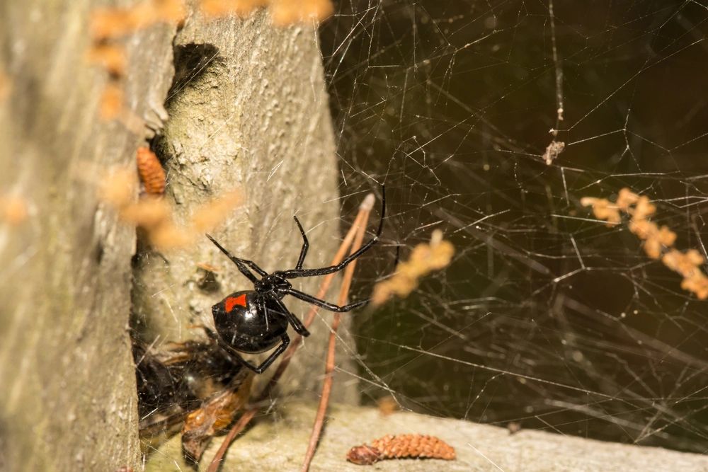 Spider control in Dallas, Texas