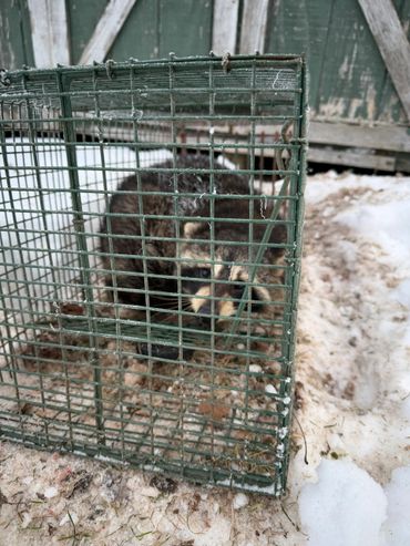A raccoon caught inside a metal cage trap outside in the snow.