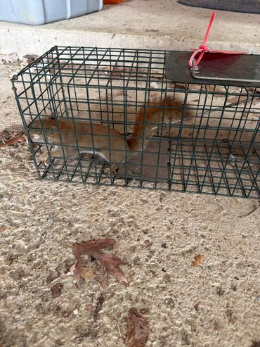 A squirrel caught inside a metal live trap on a concrete floor.