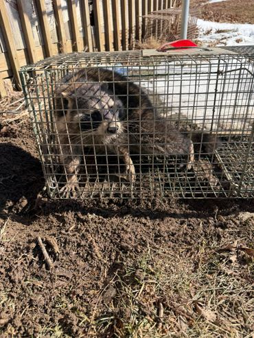 A raccoon caught inside a metal live trap outdoors.