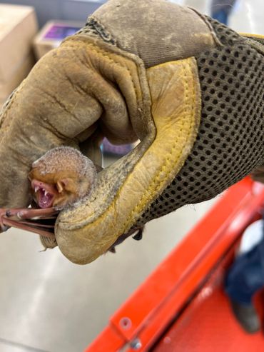 A gloved hand gently holding a small bat with its mouth open.