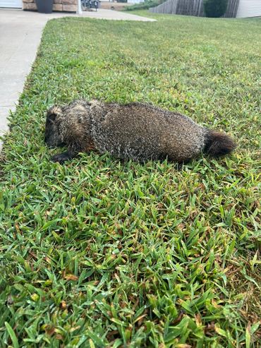 A groundhog resting on green grass near a sidewalk.