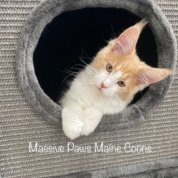Maine Coon kitten peeks out from a cozy cat hideout.
