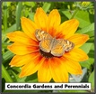 Concordia Gardens and Perennials