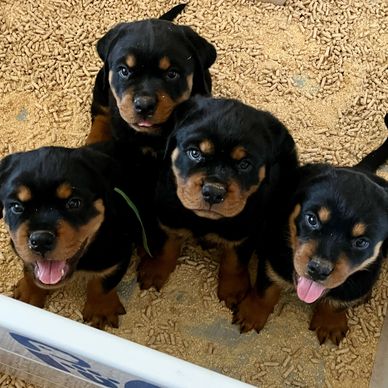four beautiful puppies looking at the camera 