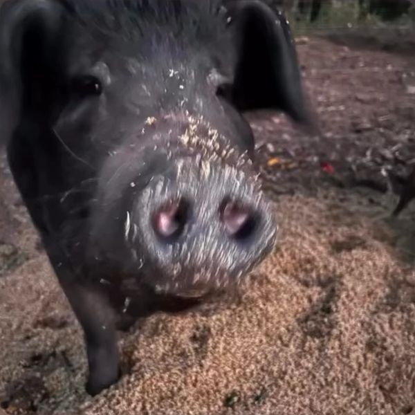 Close-up of a black pig's snout covered in dirt.