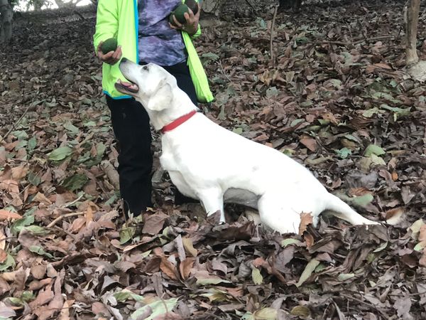 Yellow Lab Dog waiting for a California Grown Organic Hass Avocado treat