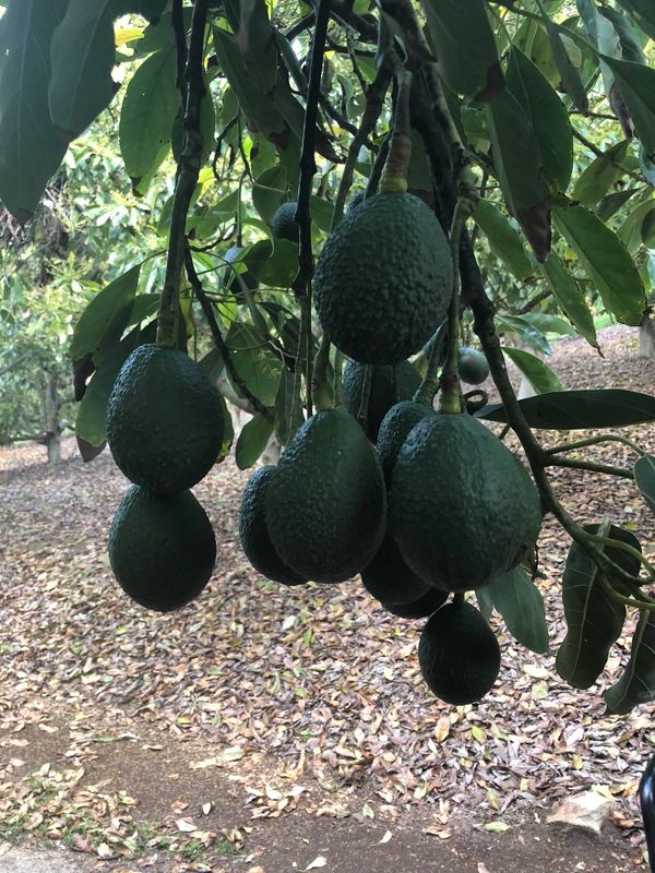A group of many Fresh California Organic Hass Avocados hanging from tree