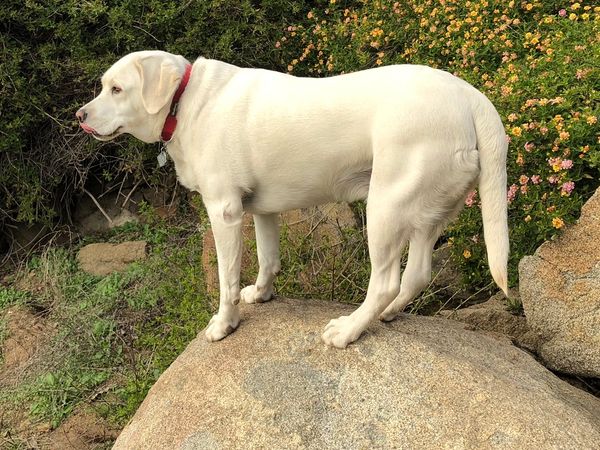 Dog Standing on a large rock looking into a grove of Fresh California Grown Organic Hass Avocados