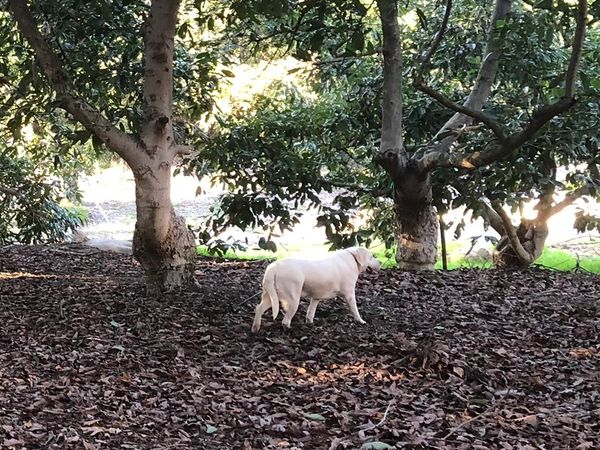 Dog walking through a Grove of mature Hass Avocado Trees with Fresh California Organic Hass Avocados