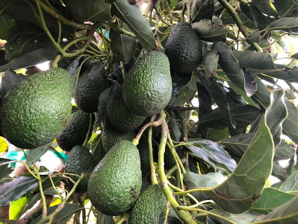 A cluster of young California Grown Hass Organic Avocados hanging on a tree