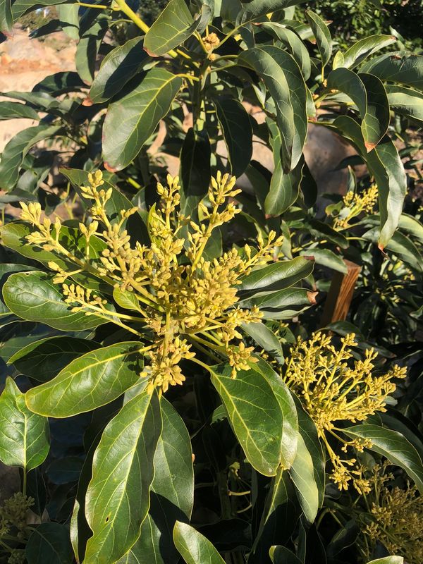 Hass Avocado buds and leaves that will become Fresh California Organic Hass Avocados