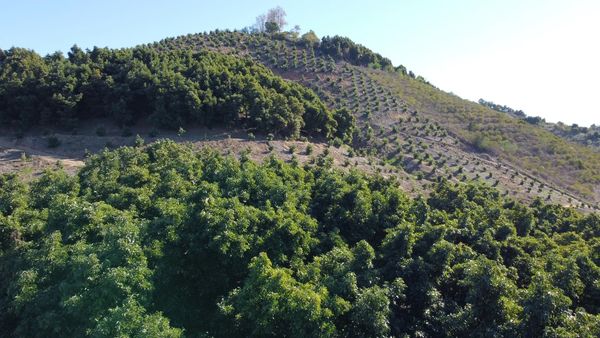 California hillside Grove with  Hass Avocado Trees and Fresh California Organic Hass Avocados