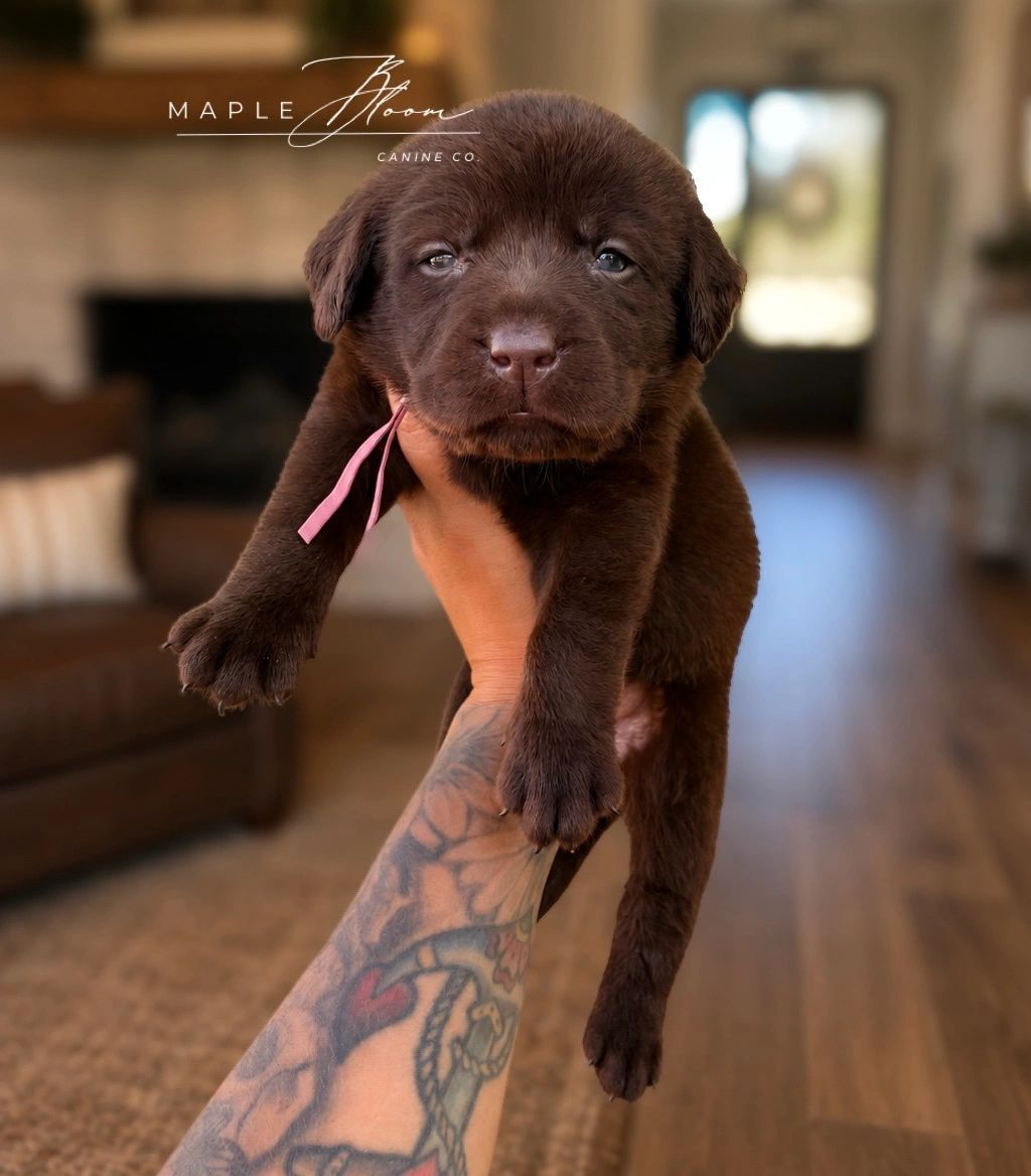 A person holding a sleepy chocolate Labrador puppy indoors.