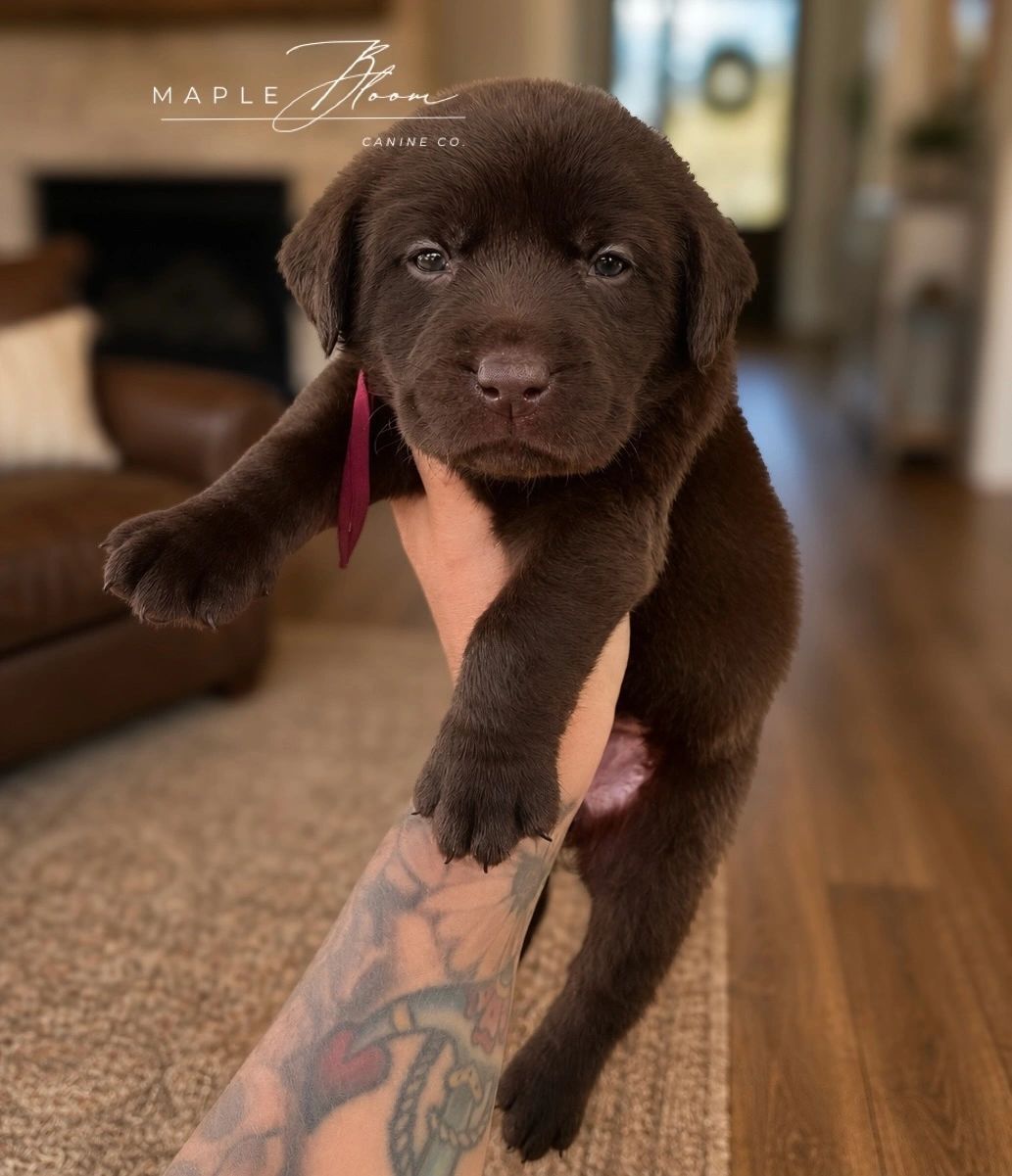 Close-up of a chocolate Labrador puppy being held.