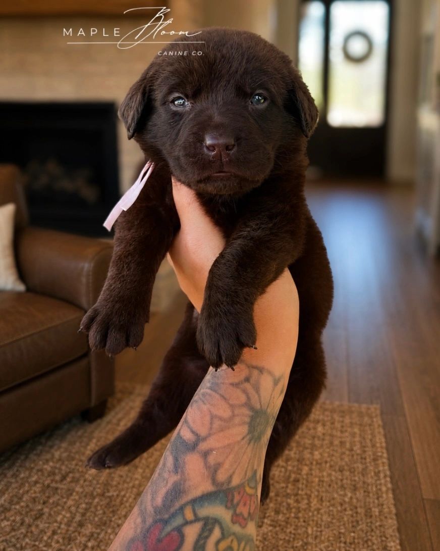 A person holding a chocolate Labrador puppy indoors.