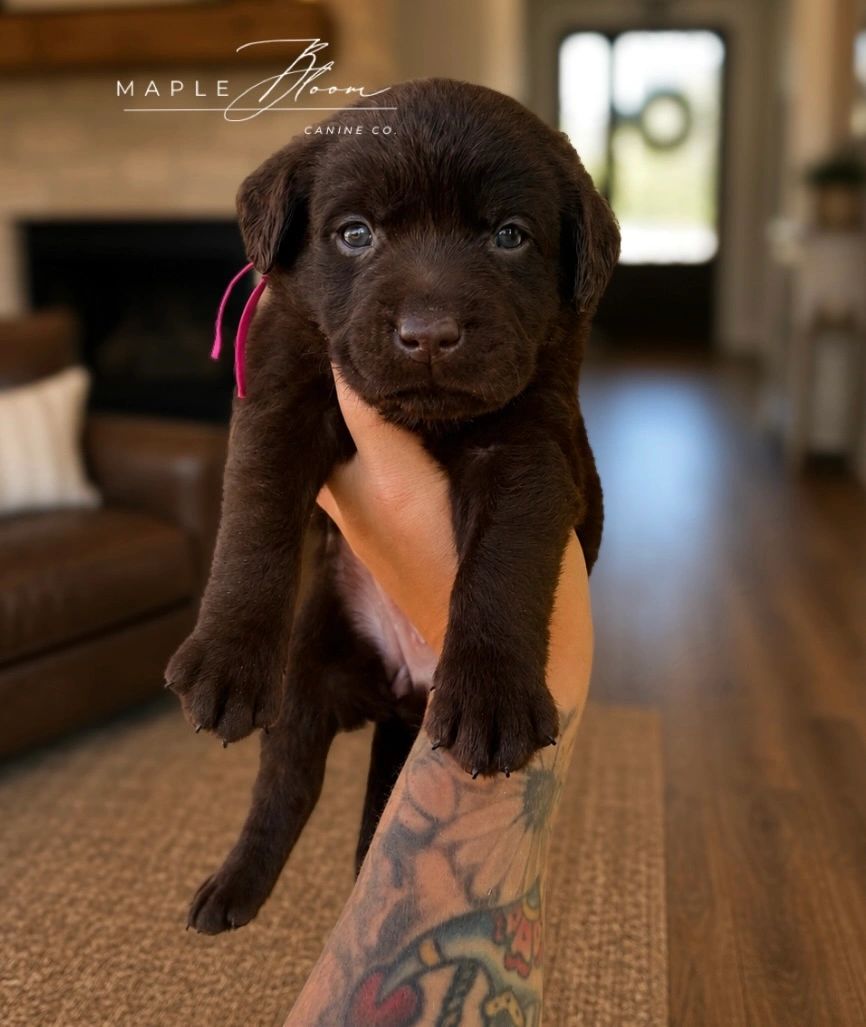 Hand holding a cute chocolate Labrador puppy indoors.